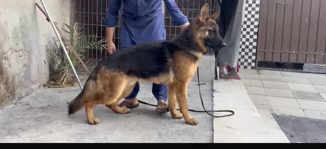 German shepherd pink pedigree