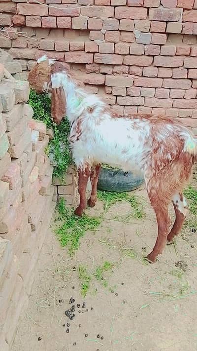 Makhi chena Bakra