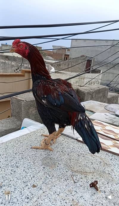 Aseel lakha murga for sale/exchange