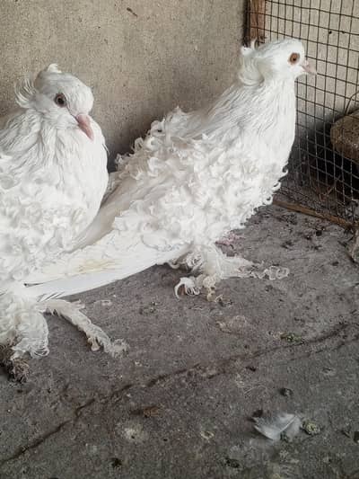 Frill back females and Red Magpai Pouter pairs