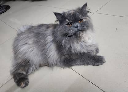 Persian Female Tripple Coat