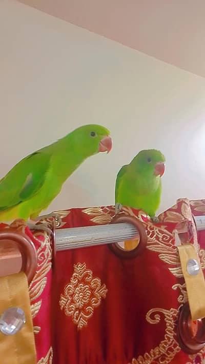 Hand Tamed Ringneck Chicks