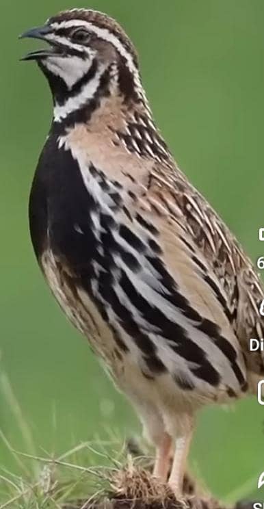 chenga batair  for sale islamabad