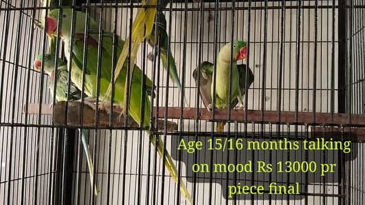 Raw pair + extra piece