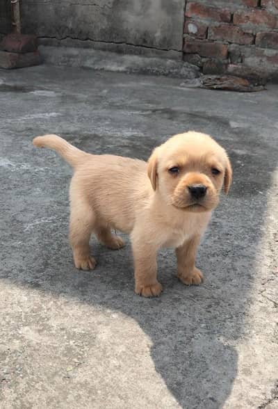 British labrador 03/29/62/84/313