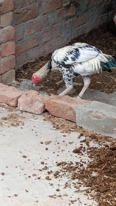 cheena murga and murgi