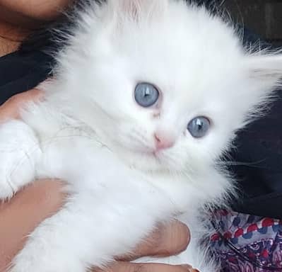 Persian cat for sale