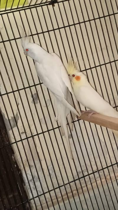 Cocktail Ar Budgies for sale