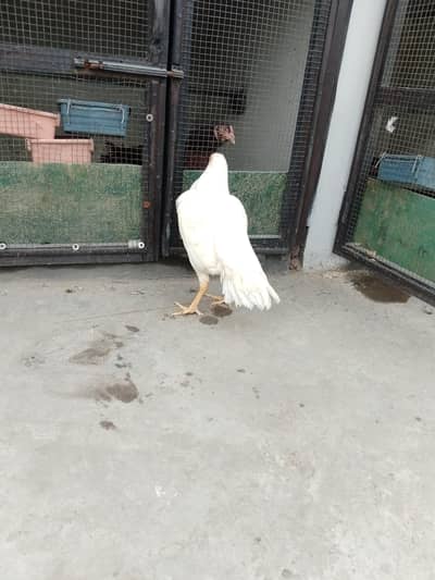 aseel Heera blue eyes khuli dum Madi for sale