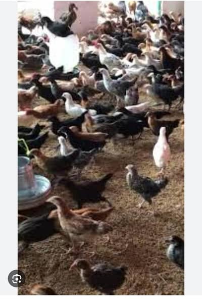 Golden misri chuza for sale My WhatsApp number 03379223045