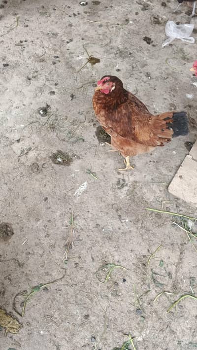 Hens for sale