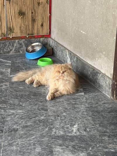 Semi Punch Persian Male Cat