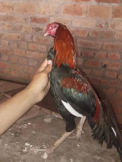 aseel murga for sale