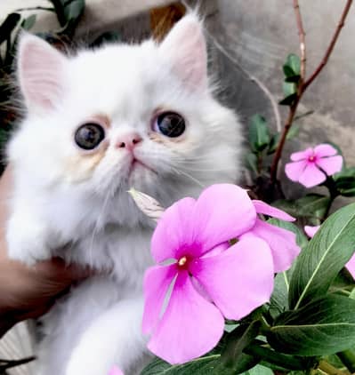 Persian Kitten