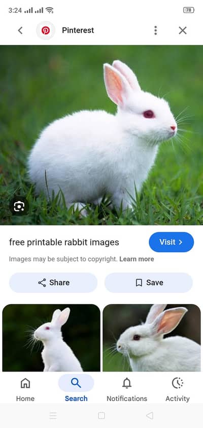 rabbit pair and child