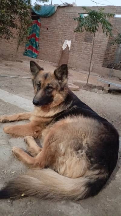 German Shepherd Female Dog