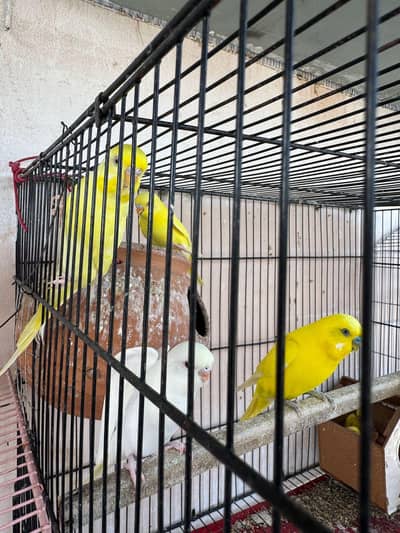 Australian pathway for sale