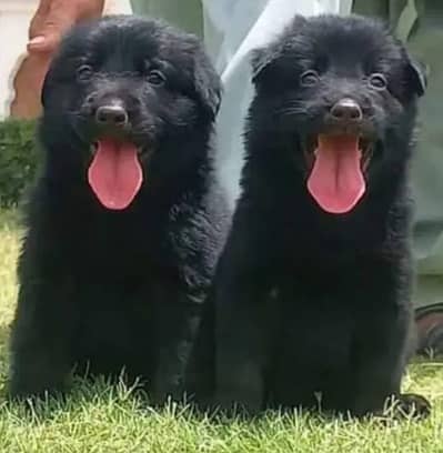 German Shepherd puppy | proper Long Coat puppies | Dog For Sale | GSD