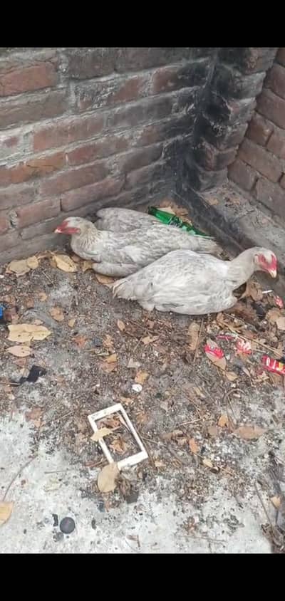 Aseel shamo hens female