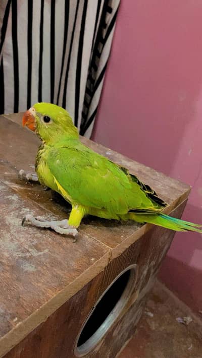 Green Ringneck Parrots
