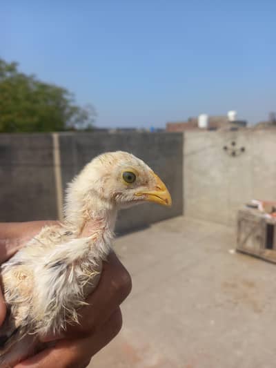 Aseel Madi and Chicks