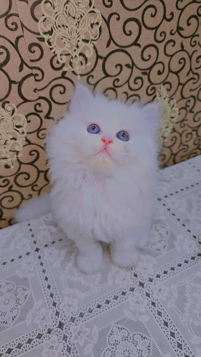 pure odd eyes persian kitten