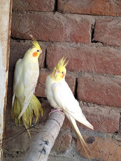 cocktail pair common white