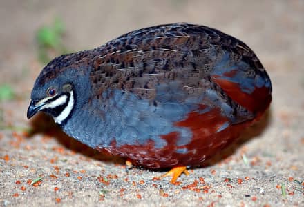 Button quails breeder pair and extra males