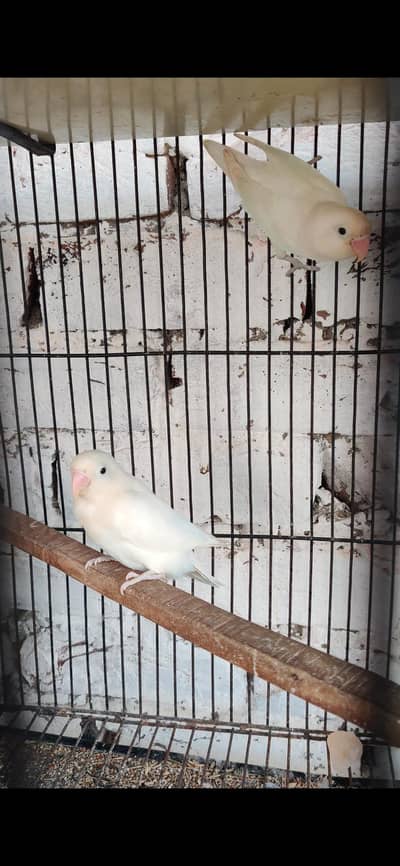 pale fellow cremino decino albinos all are breader hens and chiks