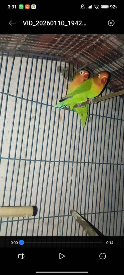 love birds breeder pair for sale