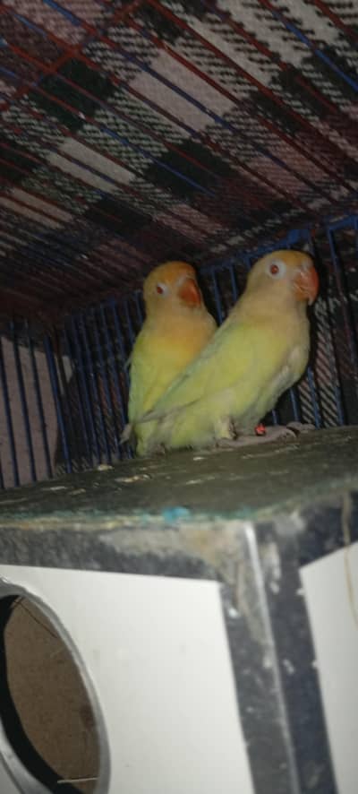 love birds breeder pair for sale