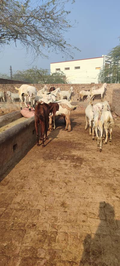 Bakary Ranjan Puri aur desi nasal Ka for sale ha 2 dant ha