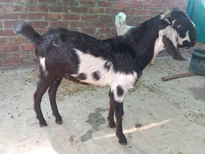 dasi cross male 2 dant