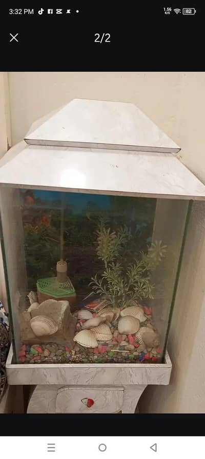 fish aquarium