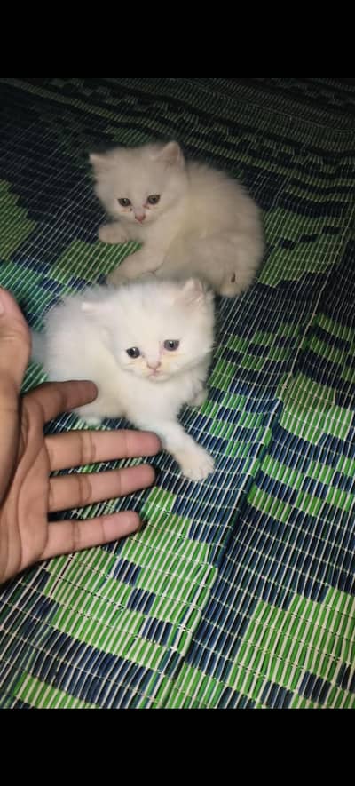 White Kittens Double Coated Only 2 Female Available