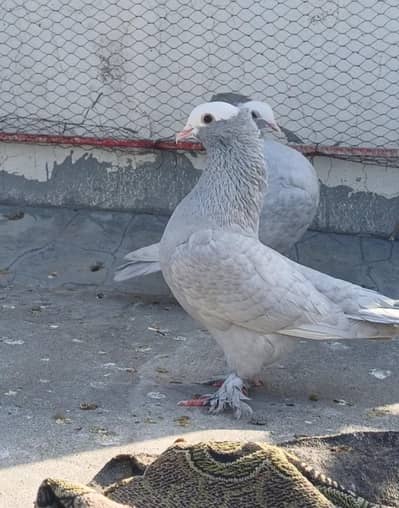 gray mokhi for sale only male per piece 2500