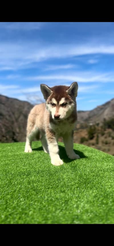 Alaskan malamute Cross husky Puppy Husky Puppies