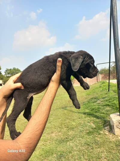 Cane Corso female puppy