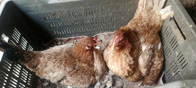 kurak murgeyan kpi kurak han har tarhan ok han par pis 3700