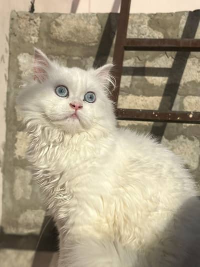 Persian cat 3 coated for sale