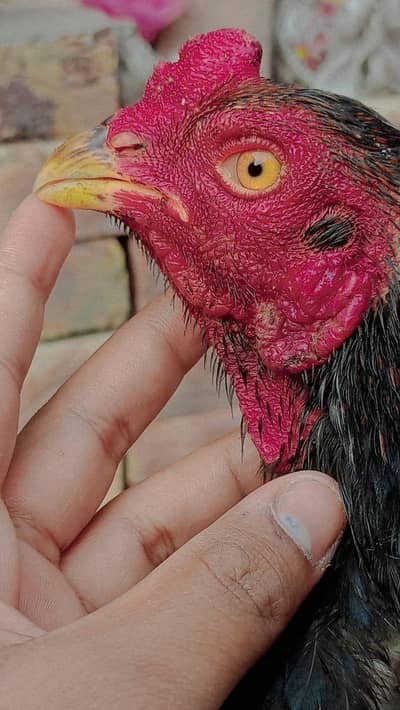 MIANWALI AND THAI CROSS