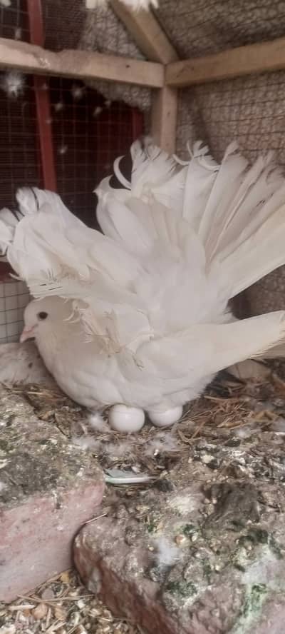 LuckyBreeder Pair Sath 1 bacha Ande or 1 Female