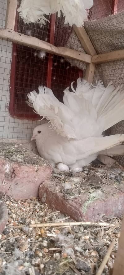 Lucky Breeder Pair Sath 1 Female lucky