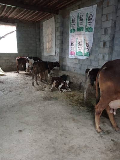 Required worker for dairy form