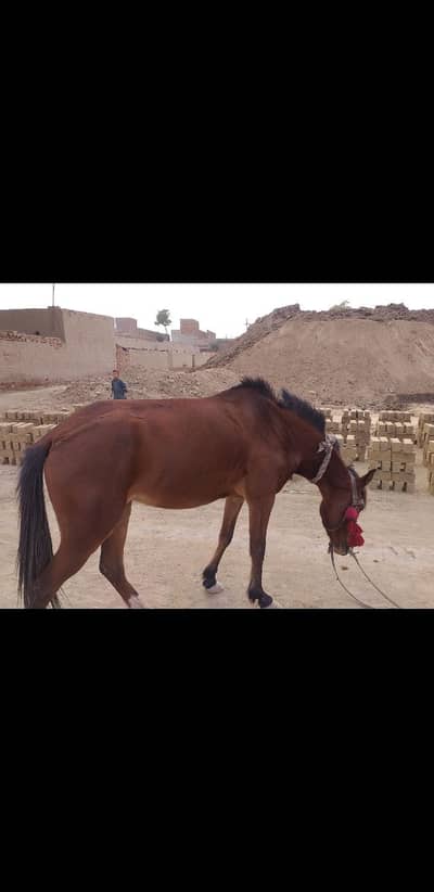 horse available for Riding. Only for Females. Ryk. 03489860904. whtsap