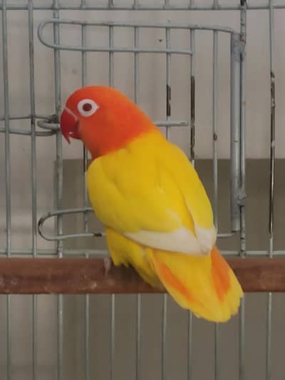 Love Birds Breeder available starting 5000/-