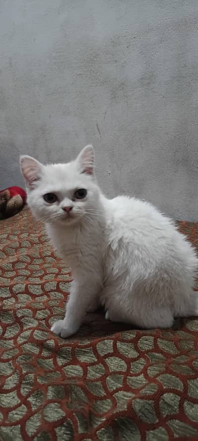 Persian cat , female