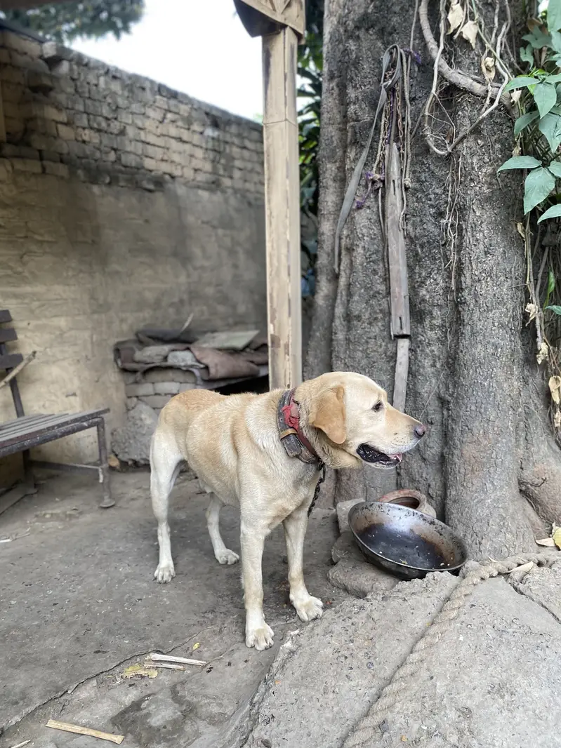 Labrador Male