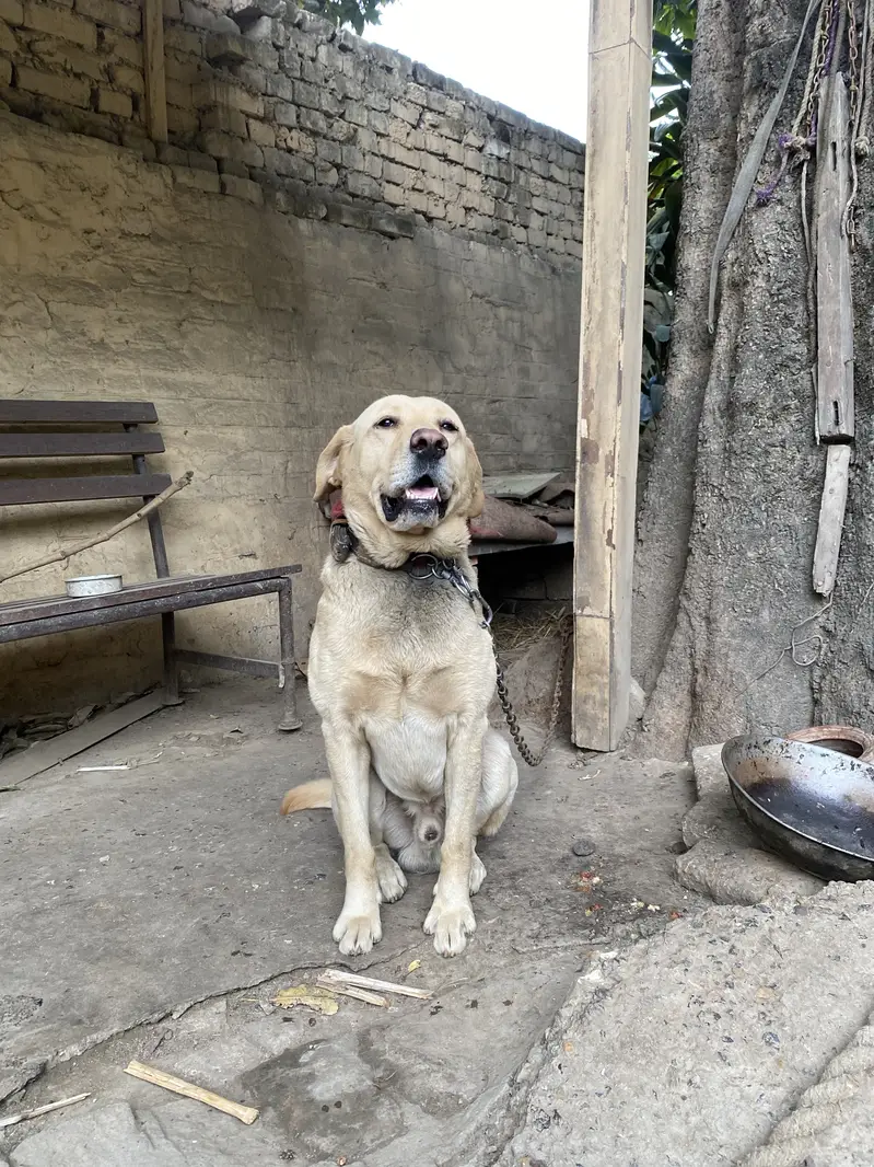 Labrador Male — photo 2