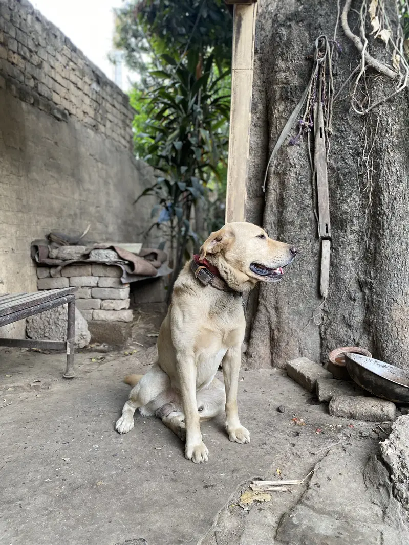Labrador Male — photo 3